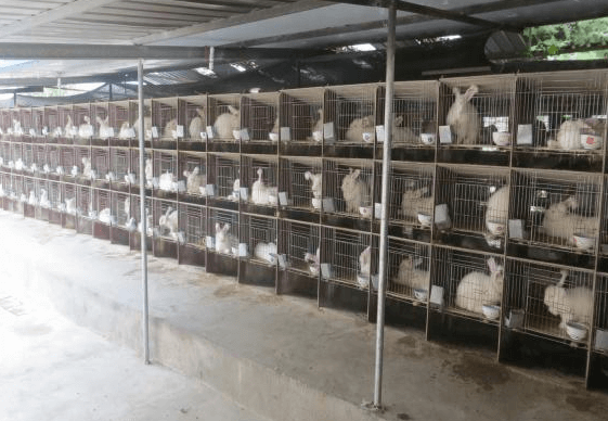 大量蒙陰長毛兔飼養(yǎng)的注意事項都有哪些方面？