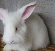 如何預(yù)防蒙陰長毛兔飼料霉變？