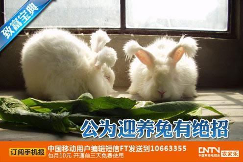 cctv7科技苑視頻:長毛兔養(yǎng)殖,公為迎養(yǎng)兔有絕招