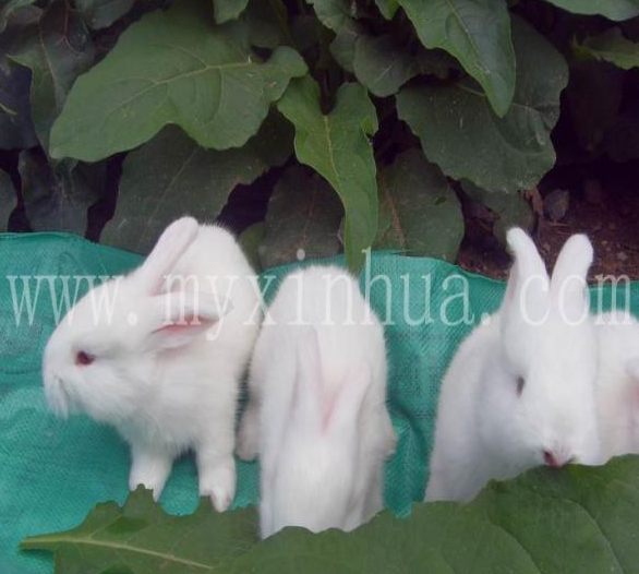 秋季飼養長毛兔要抓好秋繁和換毛期管理！