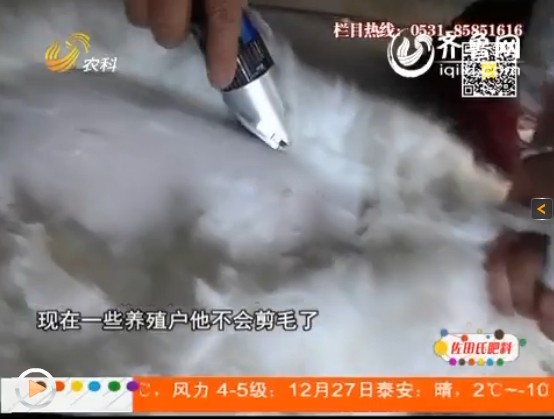 養(yǎng)殖長毛兔期間，防疫事項(xiàng)要做好！