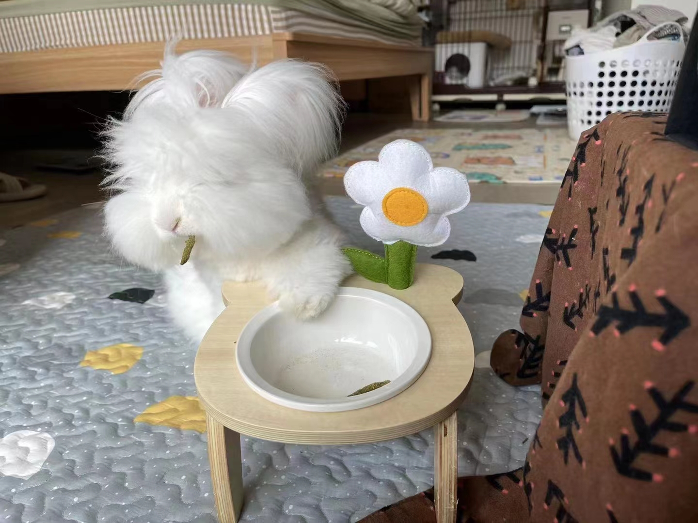 養長毛兔要注意什么