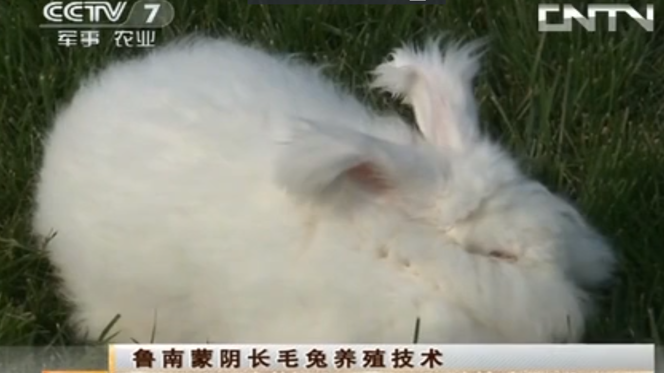 [農(nóng)廣天地]魯南蒙陰長(zhǎng)毛兔養(yǎng)殖技術(shù)(20130514)