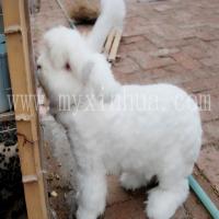 避免長(zhǎng)毛兔飼料過度鋪張浪費(fèi)的措施