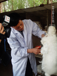 長毛兔兔毛的產(chǎn)量和質(zhì)量如何來提高？